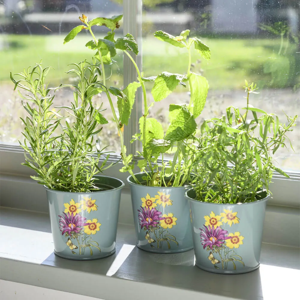 Asteraceae Herb Pots