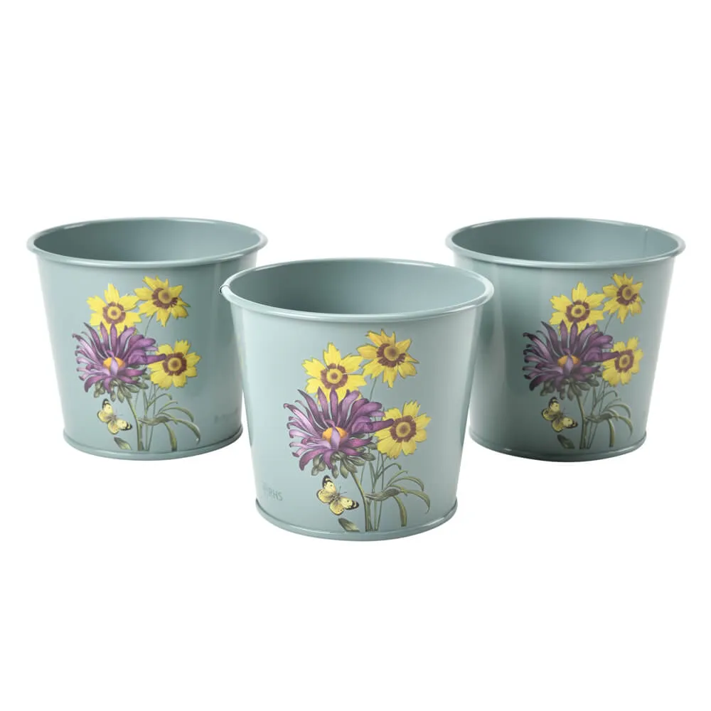 Asteraceae Herb Pots