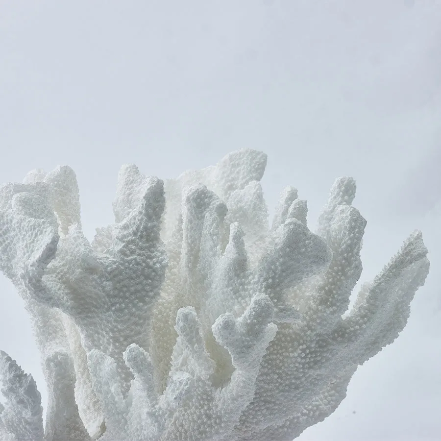 Coral Sculpture White