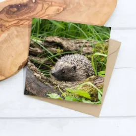 Hedgehog Greeting Card